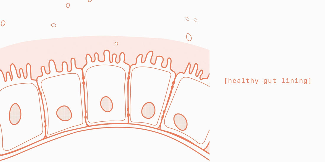 Tight junctions