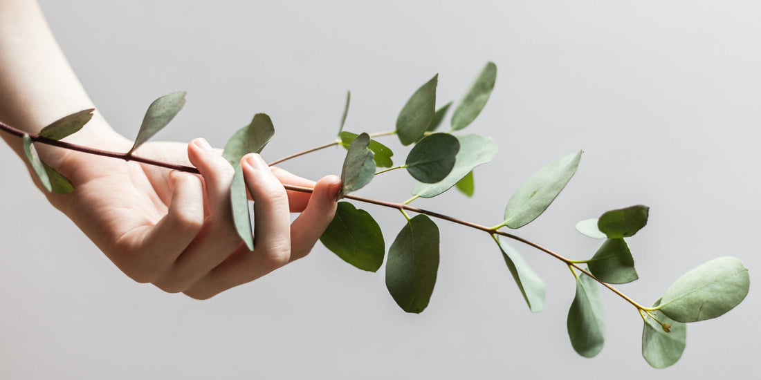 Gut health and your skin