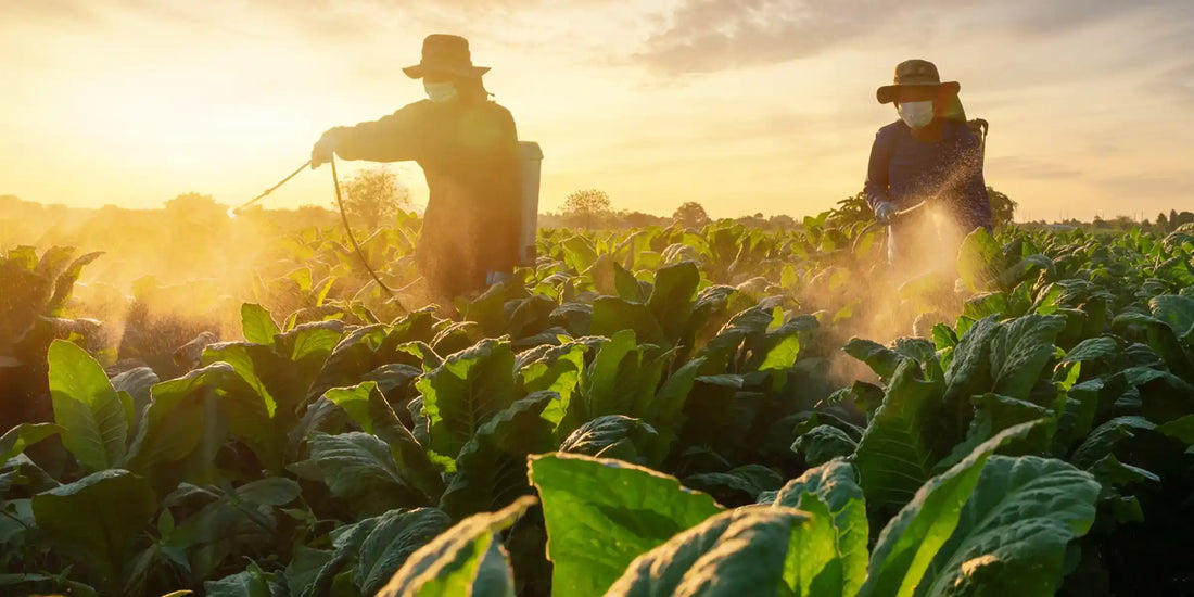 Farmers spraying glyphosate