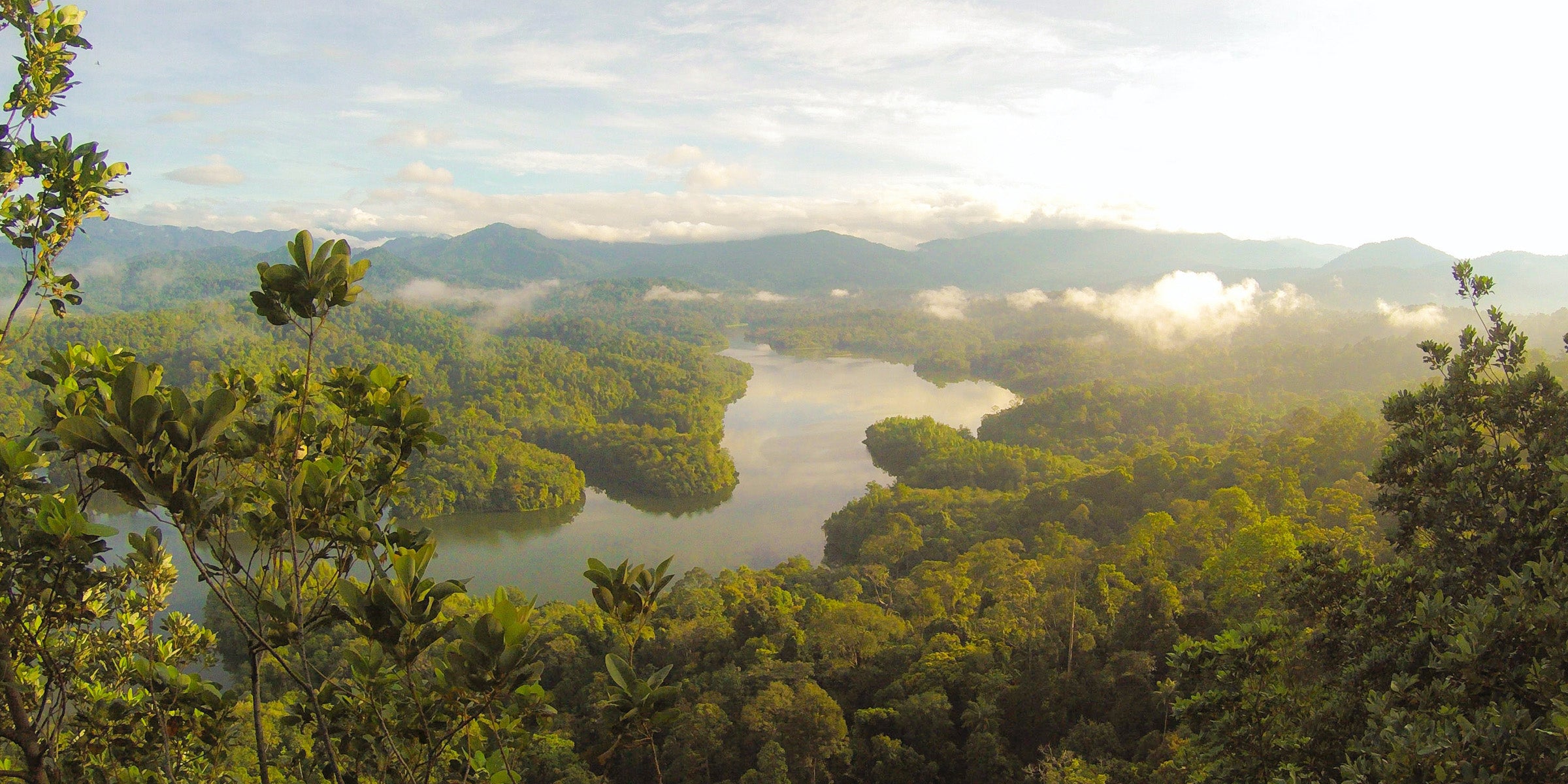 Birdseye view of the rainforest