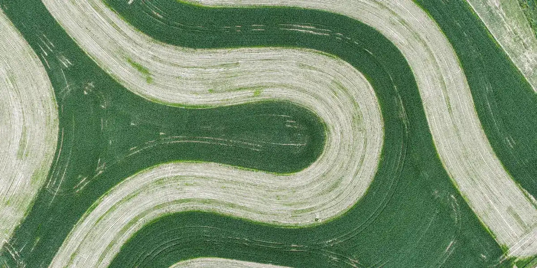 How Gut Health Supports a Strong Immune System