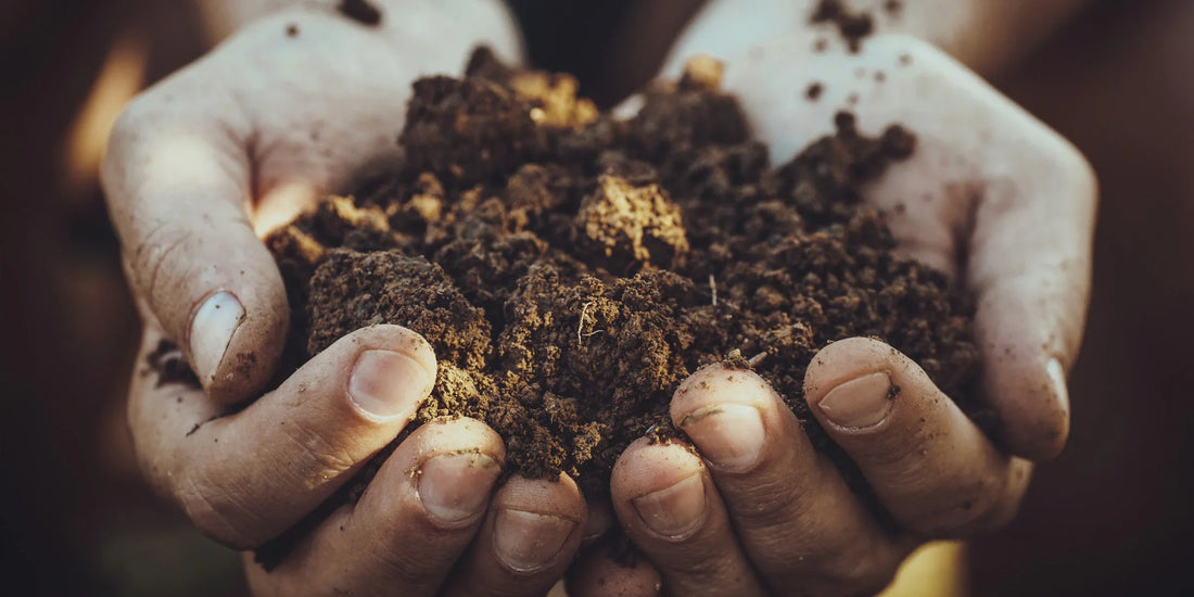 Hand holding soil