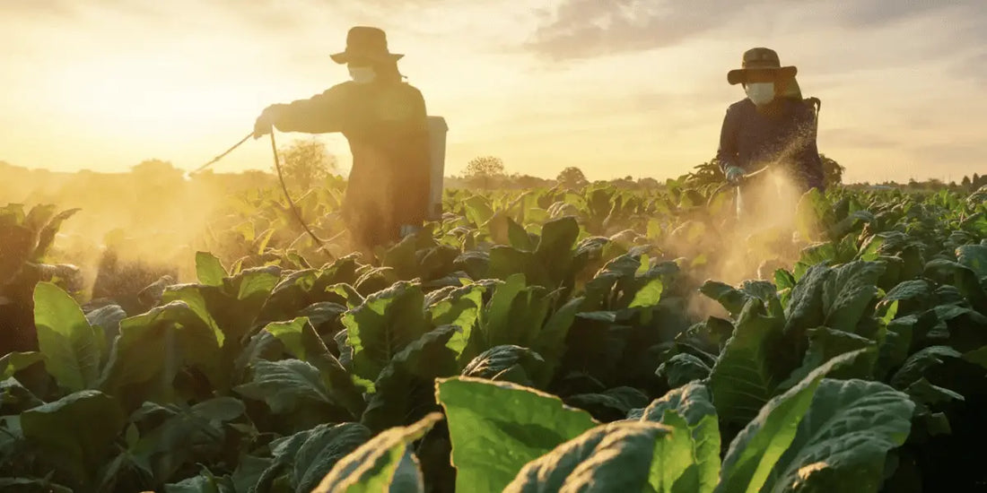 Glyphosate being sprayed