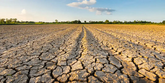 Cracked Earth
