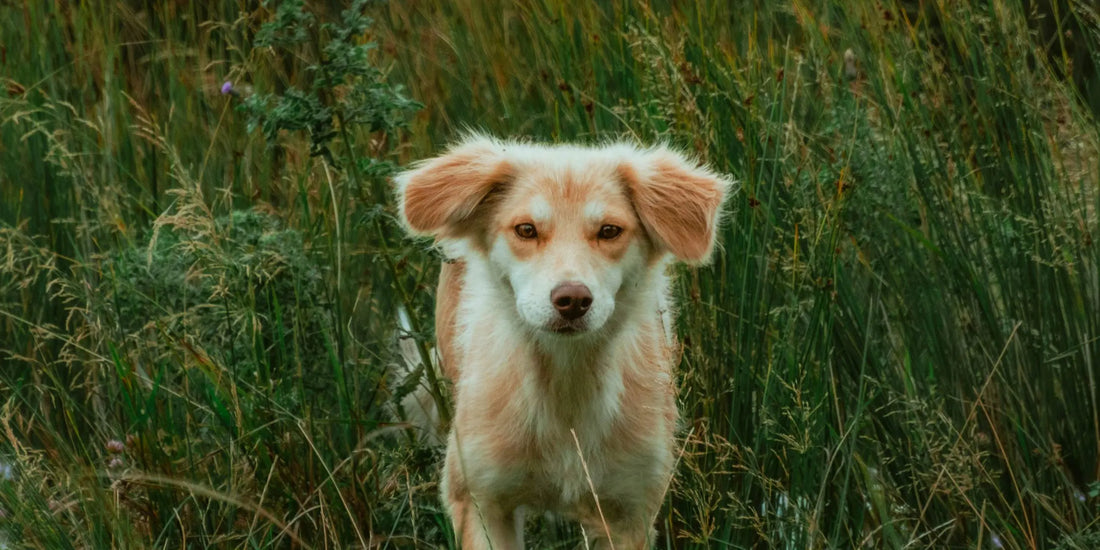 Dog in field