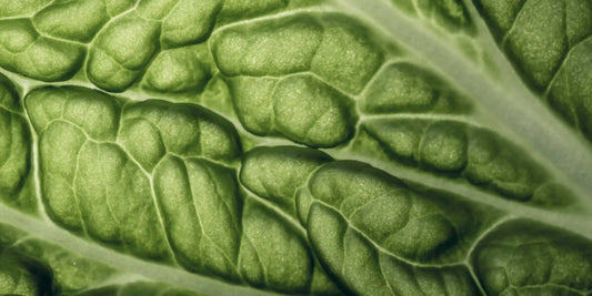 darky leafy green