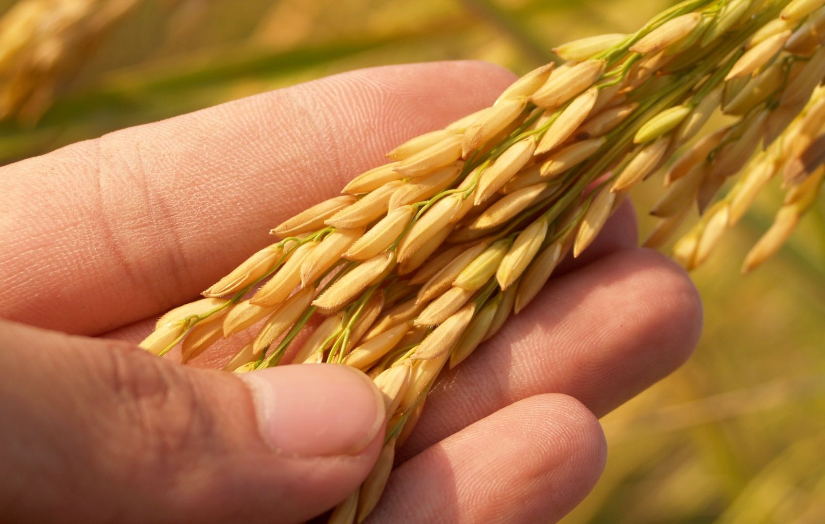 hand holding wheat