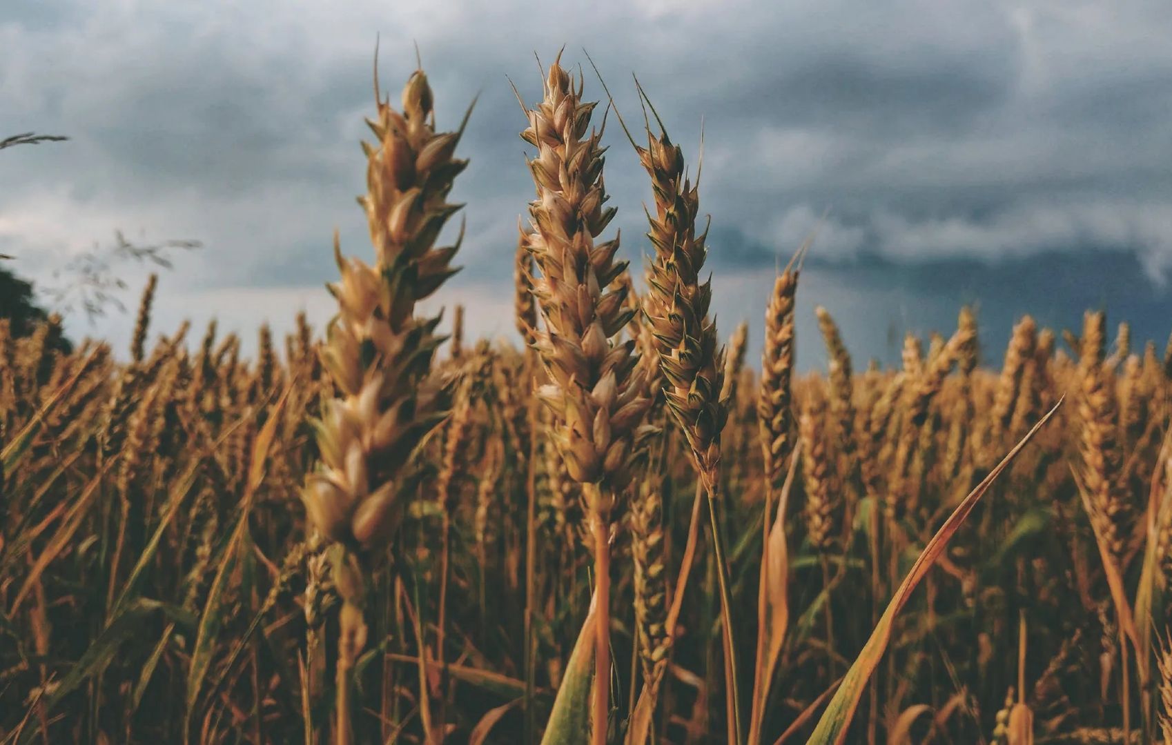 Wheat field