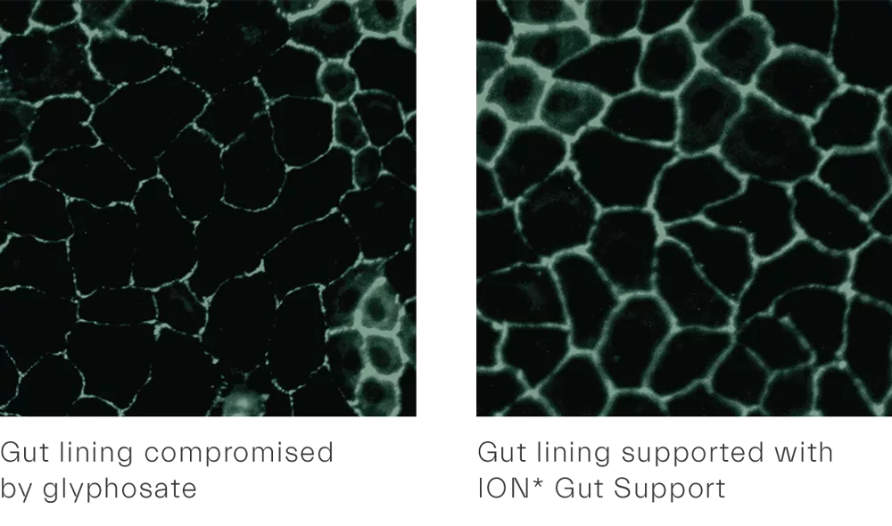 Gut lining slides