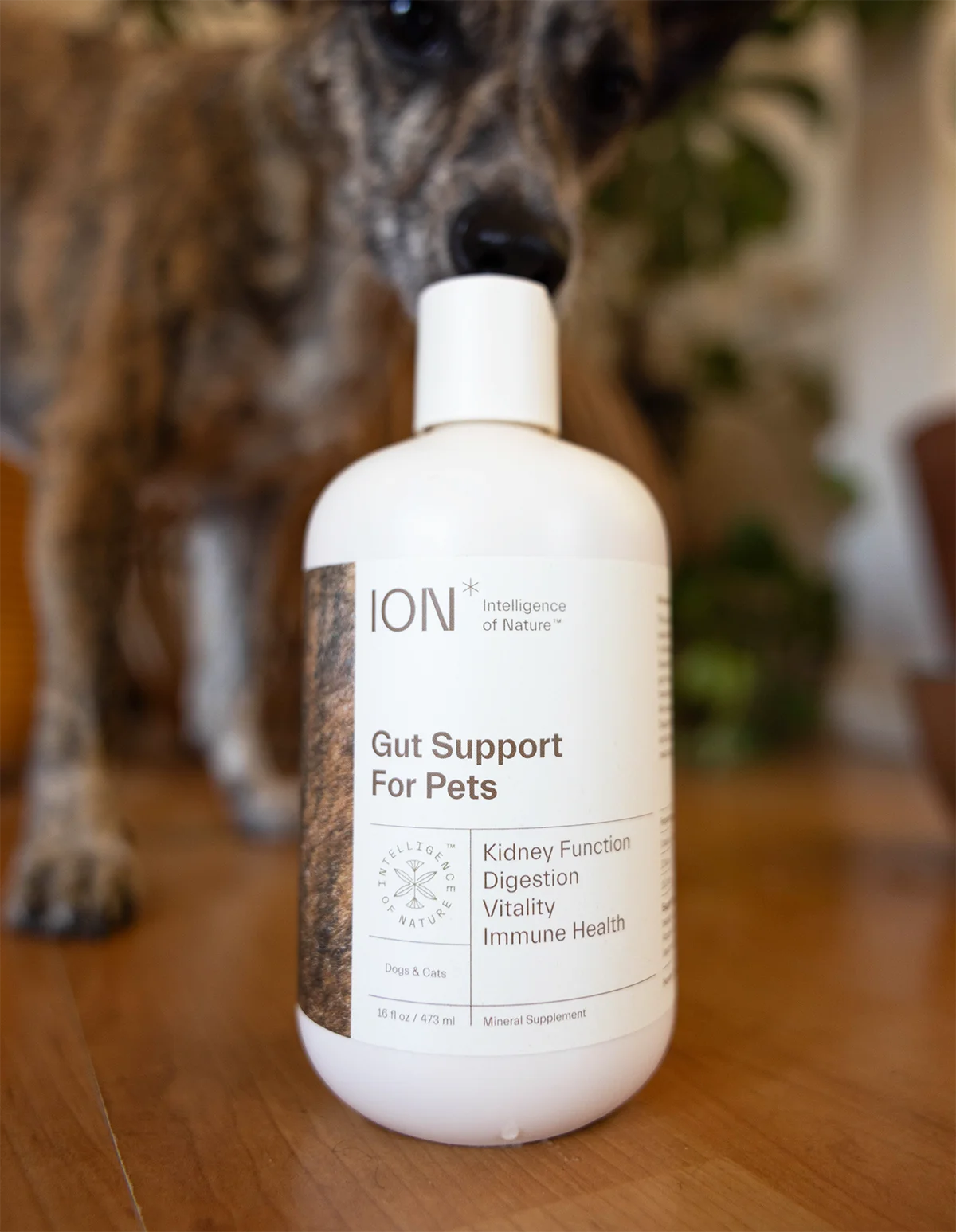 ION Pet Gut Health Supplement Drink for Cats