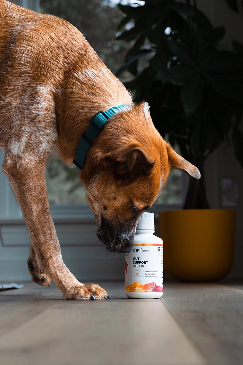 ION Pet Gut Health Supplement 16oz Bottle
