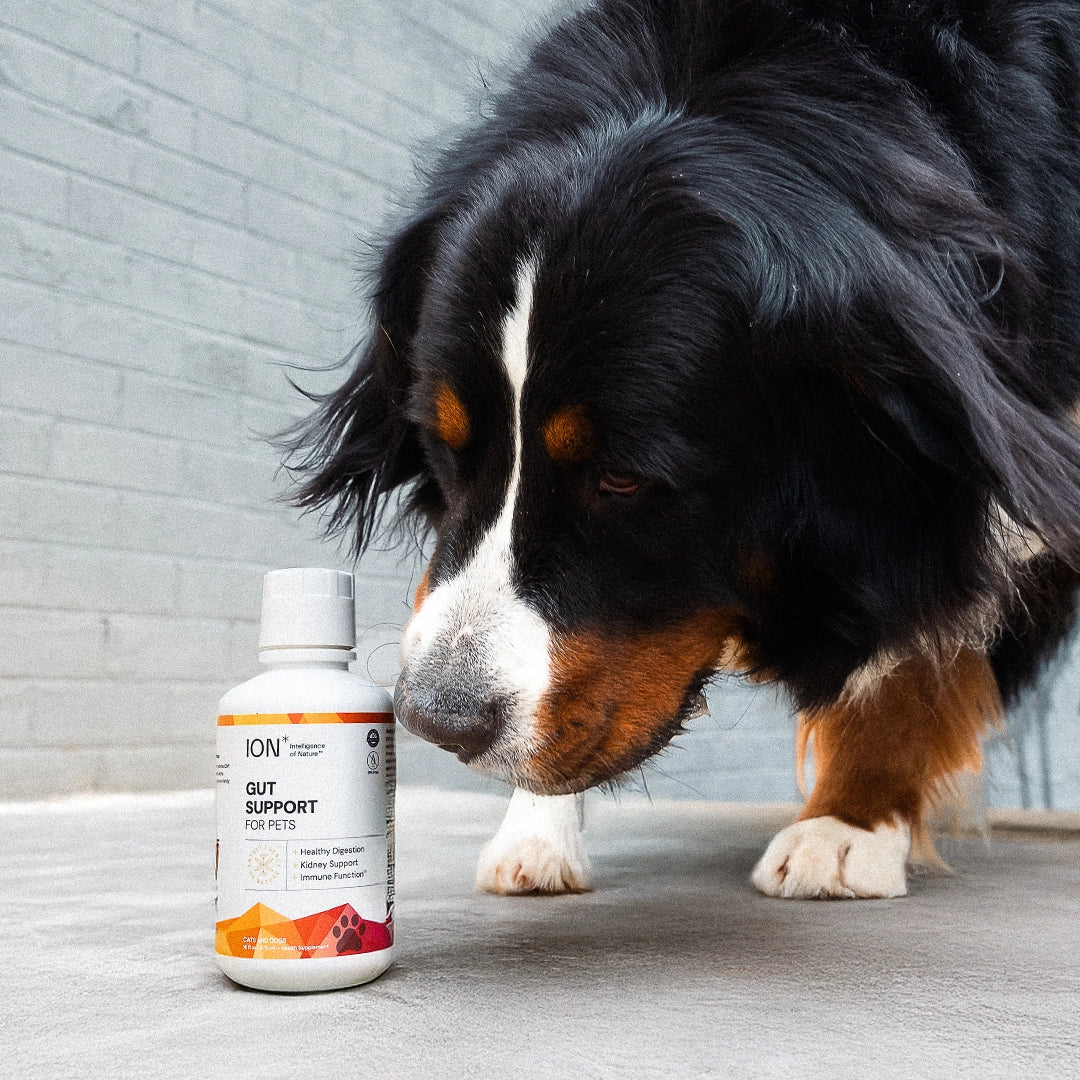 Dog sniffing a bottle of ION Gut Support for Pets