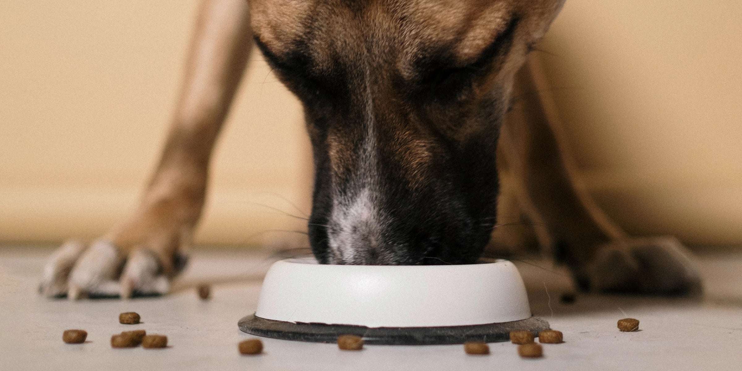 Dog eating food from dog bowl