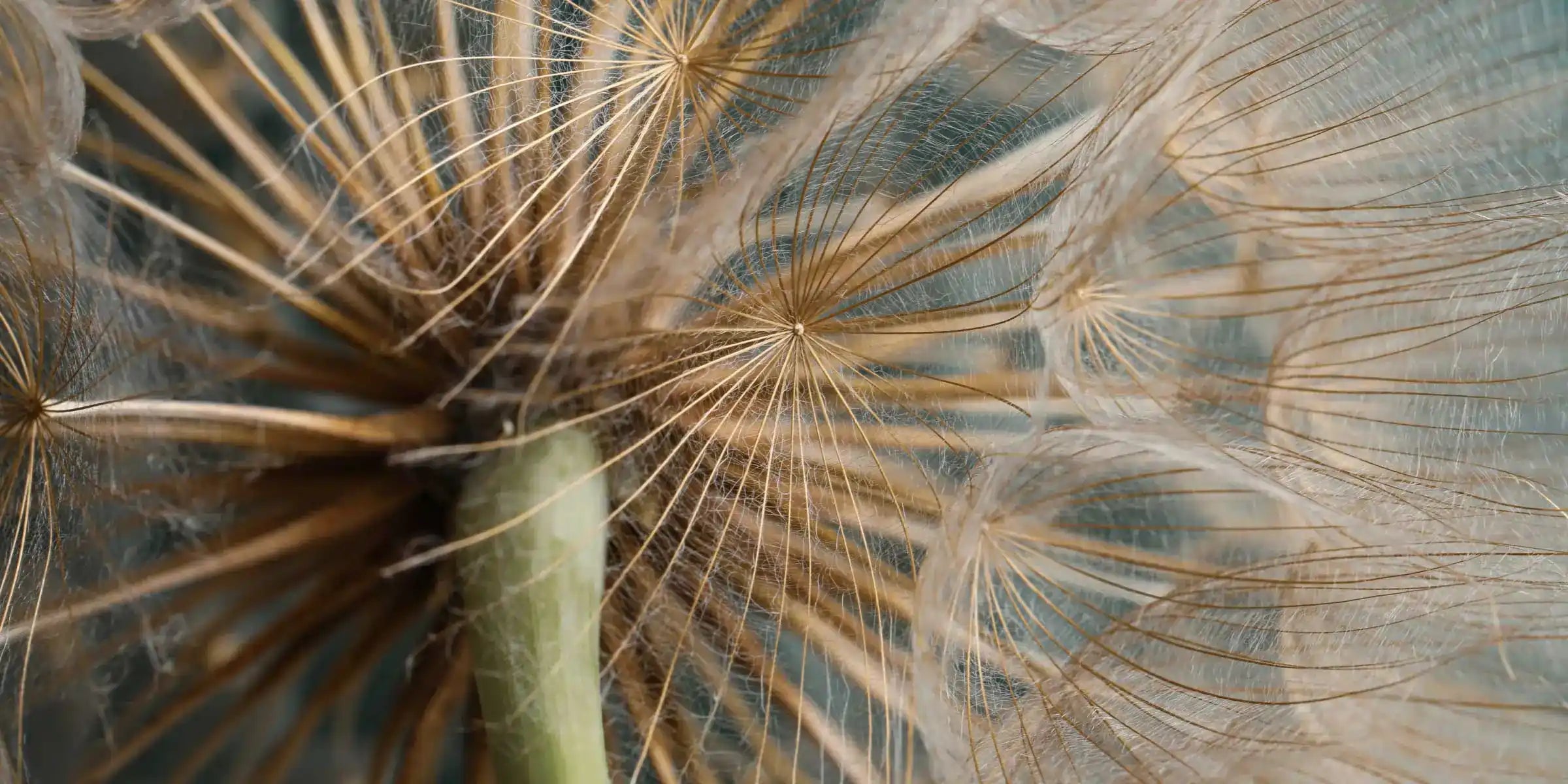 Dandelion