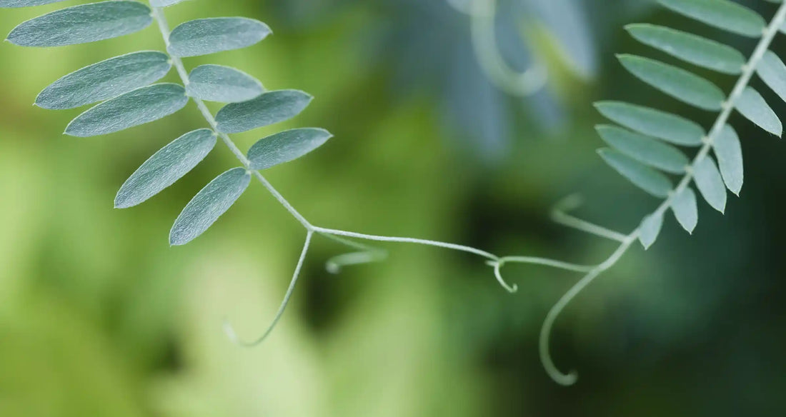Plants