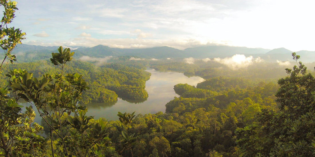 Birdseye view of the rainforest