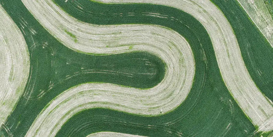 How Gut Health Supports a Strong Immune System