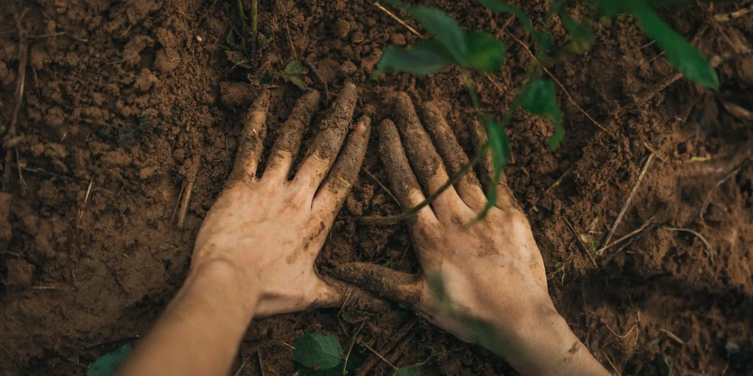 Hands in soil