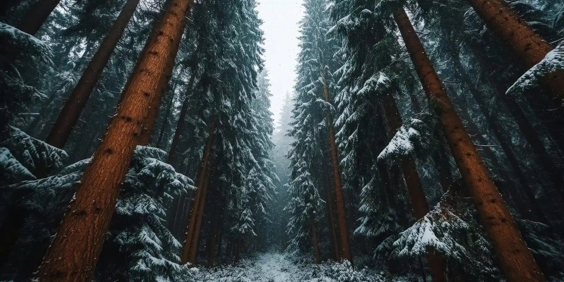 Winter forest