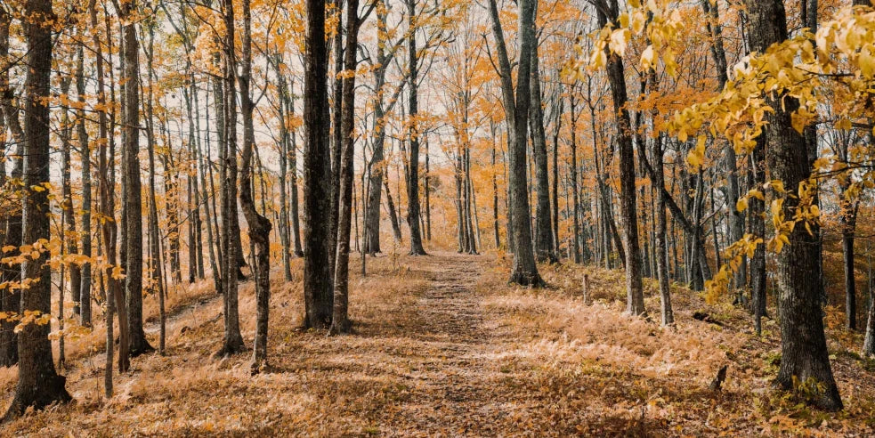 Trees in fall