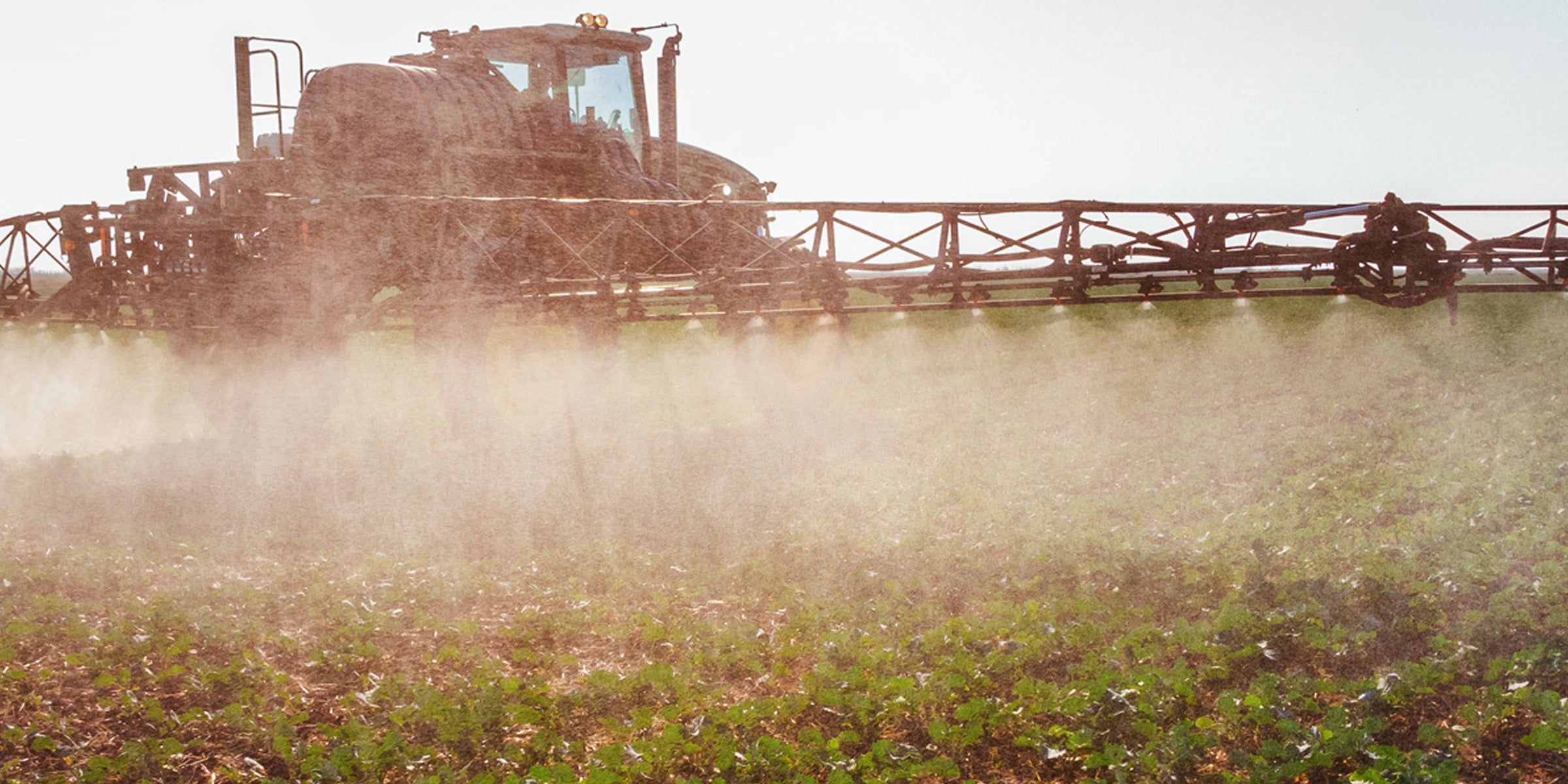 What Is Glyphosate and Why Is Organic Food Better for You?