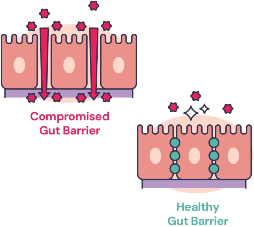 Illustration showing compromised versus healthy gut