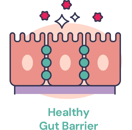 Illustration showing healthy gut