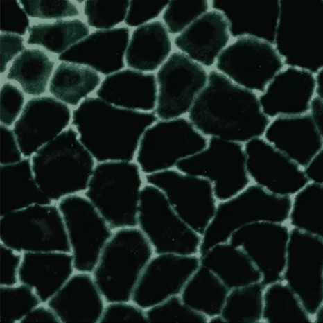 Gut lining supported with ION* Gut Support