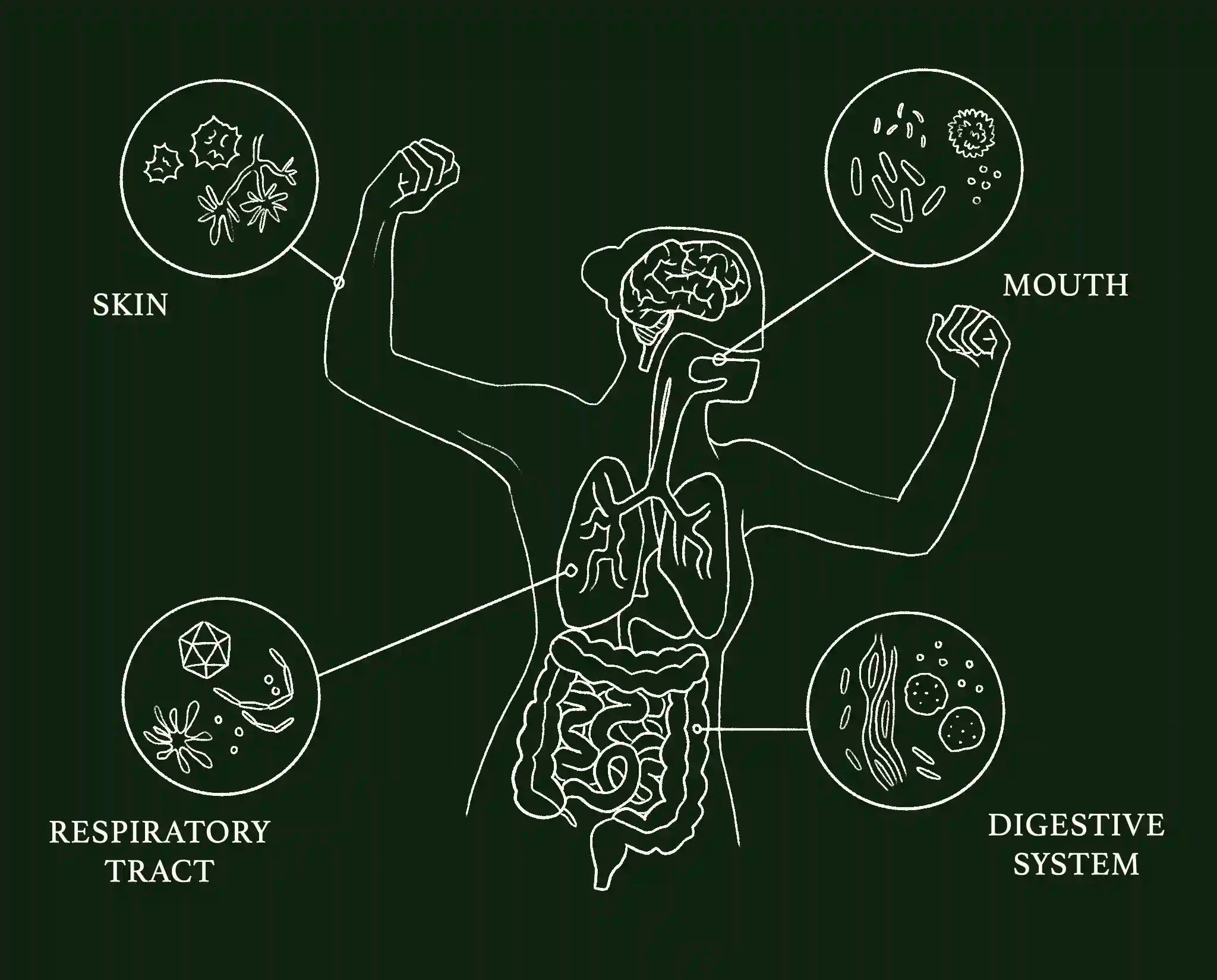 The microbiome locations on the body
