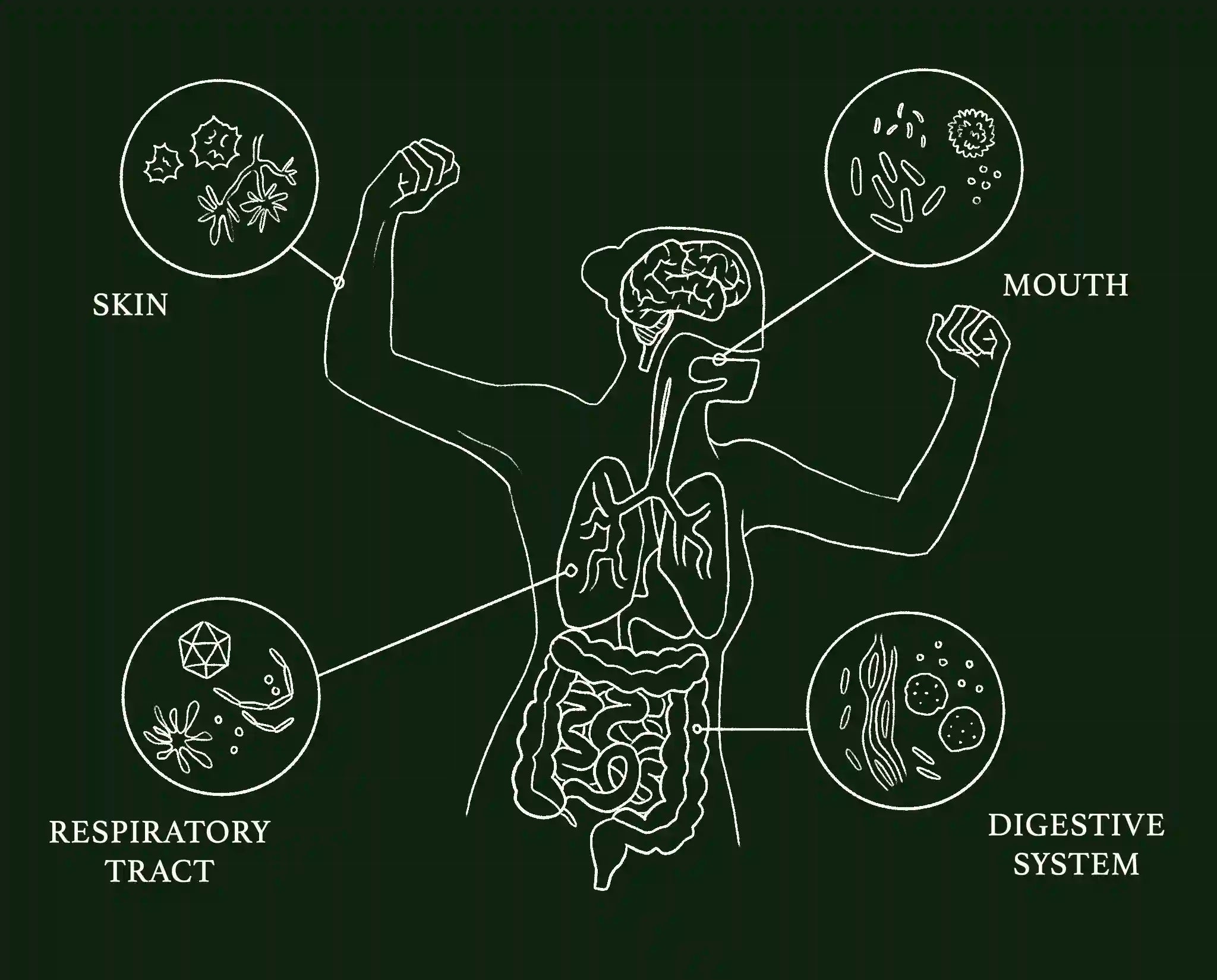 What is the Microbiome? Defining Why It's Crucial to Health – ION*