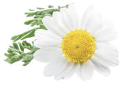 Chamomile flower