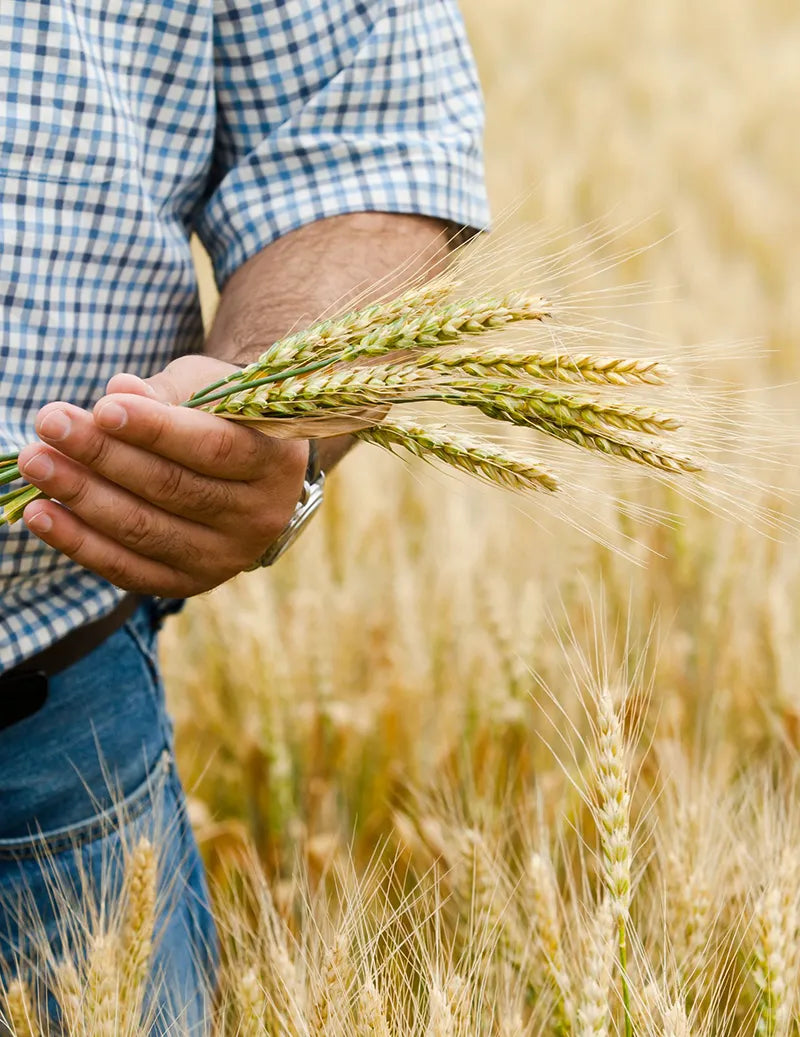Man holding wheat