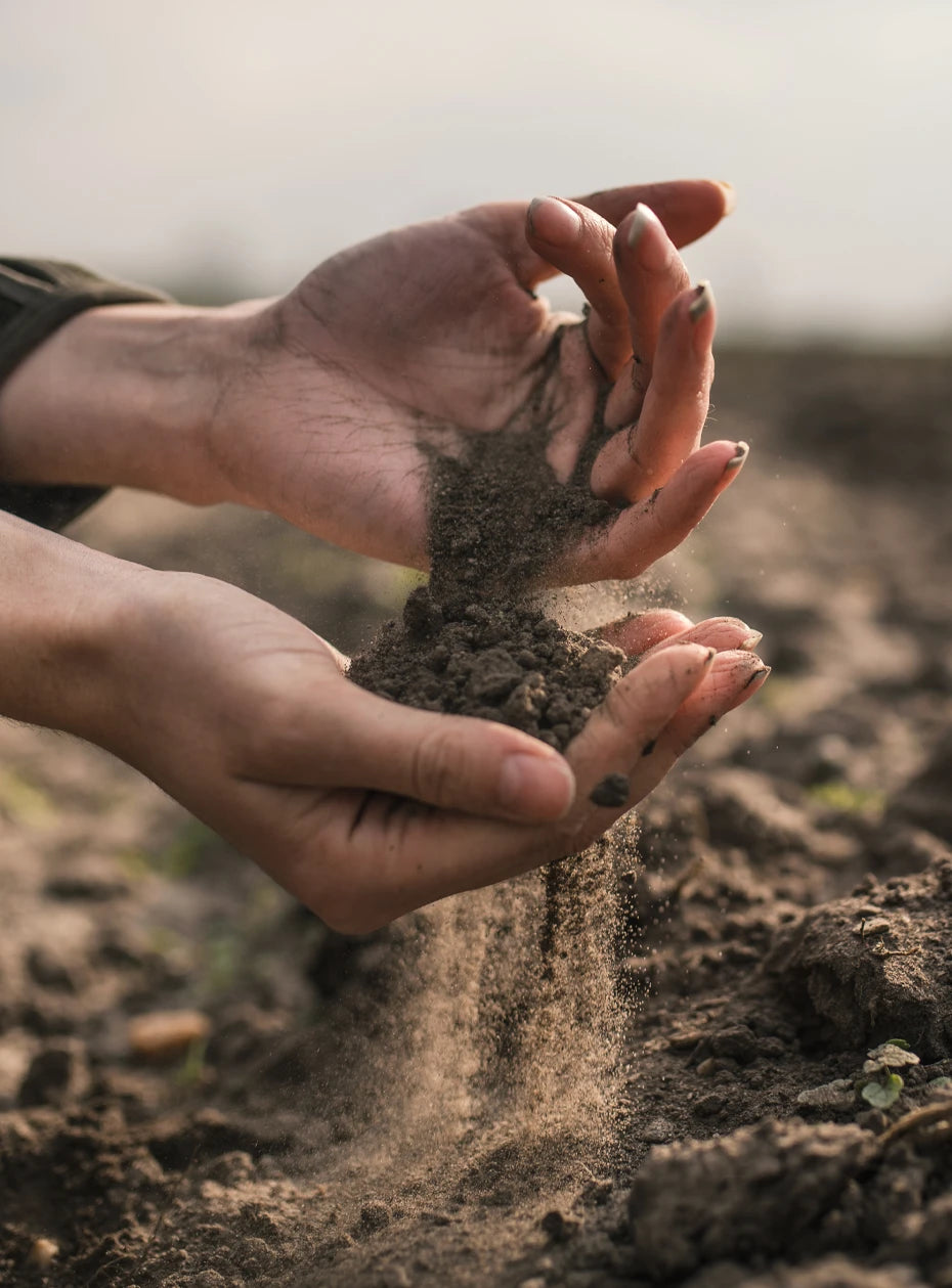 soil health and gut health are not so different