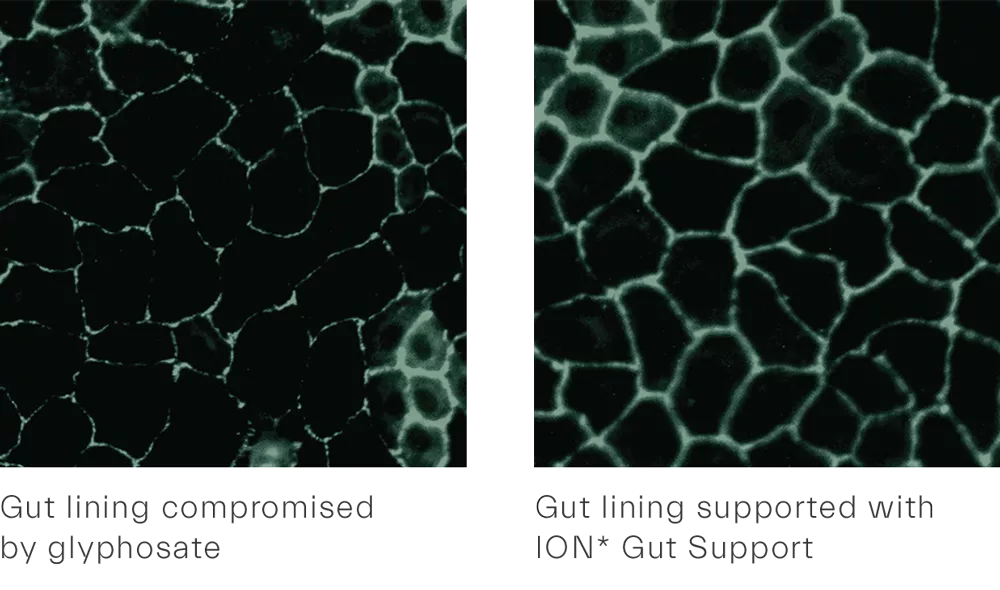 ION Gut and Digestive Health Support Diagram