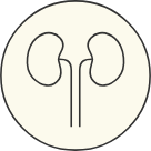 Kidney Function icon