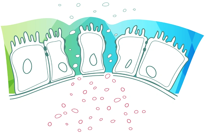 ION* leaky gut syndrom artist rendering