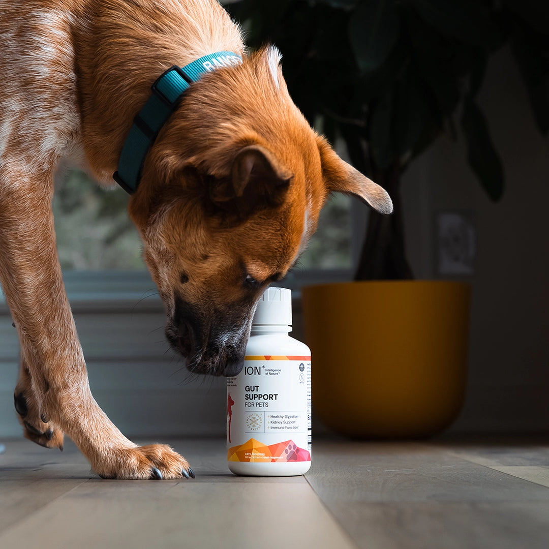 Dog sniffing a bottle of ION Gut Support For Pets