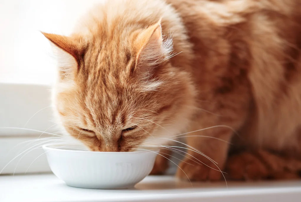 Tabby cat eating from bowl