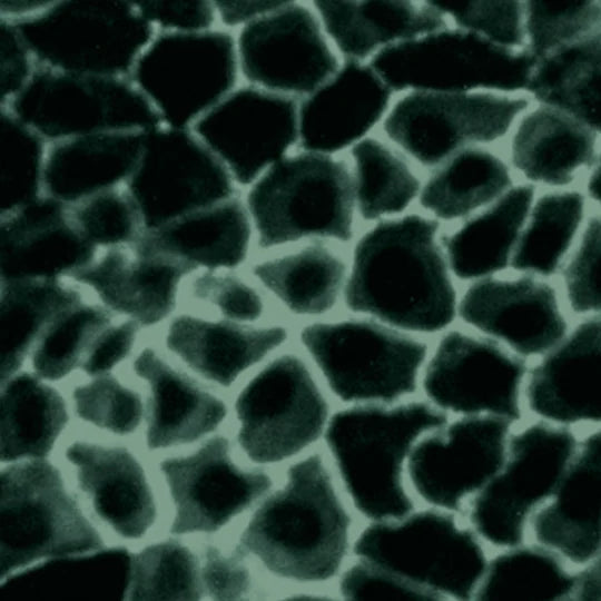 Image of microscopic cells that have been strengthened with ION* Gut Support.