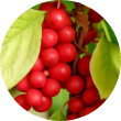 Schisandra Berry Icon