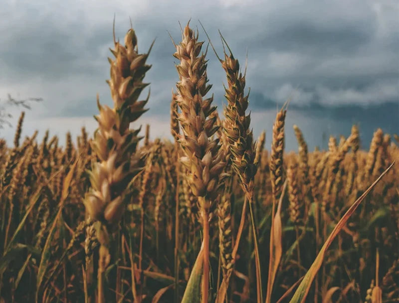 Wheat field